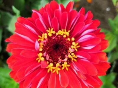 百日菊特好養(yǎng)，撒播種子不用管，越養(yǎng)越多越長(zhǎng)越多