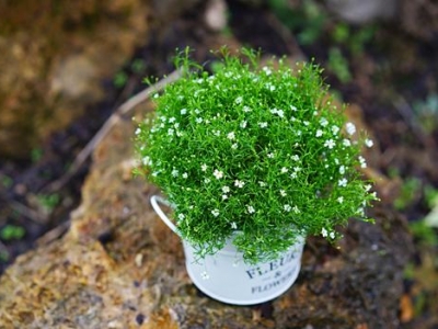 滿天星怎么養(yǎng)？注意幾個養(yǎng)護技巧，開花多到數(shù)不清