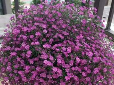 滿天星真好養(yǎng)，學會“3點”，種子發(fā)芽快，加快爆盆！