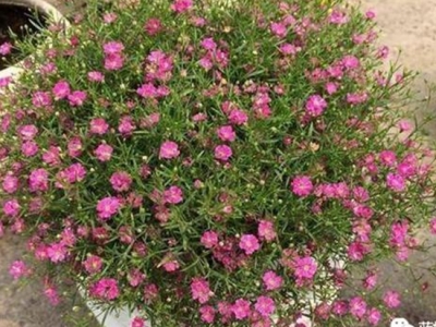 滿天星不開花，養(yǎng)花的時候注意這幾點，開花到數(shù)不清
