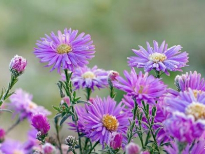 茼蒿菊——簡單幾步 打造球形花海，花開爆盆、花開不斷 滿花園