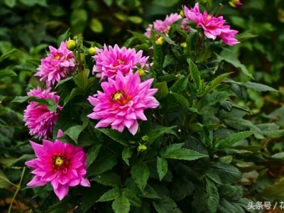如何讓你養(yǎng)的大麗花開(kāi)出如此碩大飽滿(mǎn)的花朵？