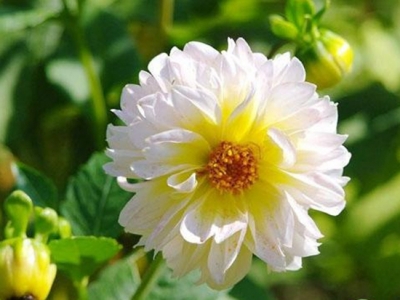 小麗花種子哪里有賣？育苗方法有哪些？