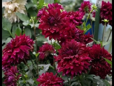 早春寒，該如何養(yǎng)好小麗花？放在通風(fēng)處"保命"，等待暖陽天