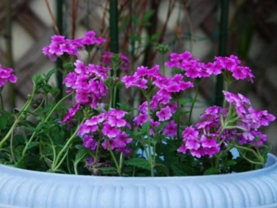 美女櫻開(kāi)花能有大半年，價(jià)格便宜花量大，太美了