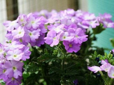 美女櫻怎么養(yǎng)？做到這3點(diǎn)，可以讓它四季開(kāi)花，不要太美啊