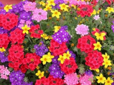 美女櫻這樣扦插，開(kāi)花開(kāi)到放不下