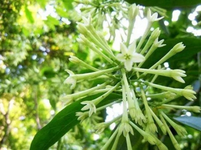 夜來香秘密大探索，它為何名為夜來香？家養(yǎng)夜來香該注意什么？