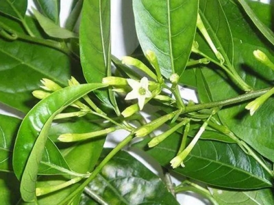 夜來香種植：夜來香是一個(gè)喜歡陽光的植物，種植環(huán)境光照需要充足