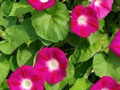 家里閑置的花盆不要丟棄，撒些牽?；ǚN子，好看好養(yǎng)易爆盆