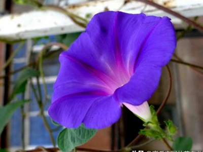 種植牽?；ǘ嗑媚荛_花？