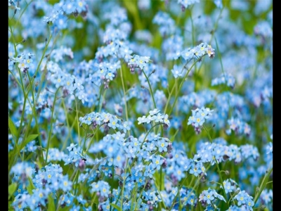 勿忘我經(jīng)常用做干花，現(xiàn)在養(yǎng)成盆栽也可以，花期到了砰砰開花