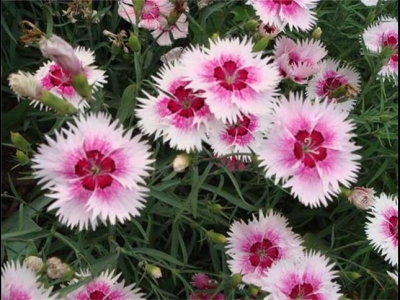 常夏石竹如何養(yǎng)，掌握這種方法，花開更艷