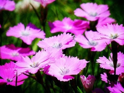 夏季養(yǎng)“石竹”，只需注意“1點”，四季開出“五彩石竹花”