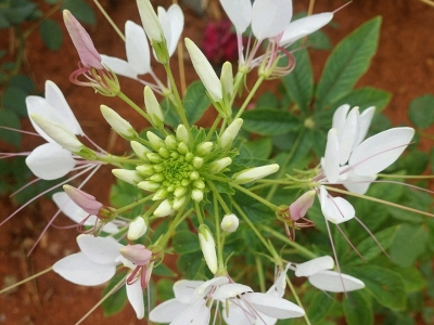 醉蝶花種子的播種時間是什么時候？