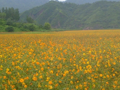 硫華菊種子市場(chǎng)價(jià)格是多少？