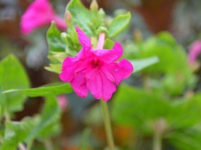 紫茉莉什么時(shí)候開花，能否在家里養(yǎng)，需要注意什么