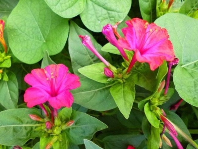 紫茉莉養(yǎng)在庭院里，幾點(diǎn)能開花，可以驅(qū)蚊嗎