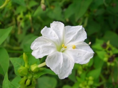 紫茉莉除了觀賞，還有3個(gè)用途，沒想到能敷面