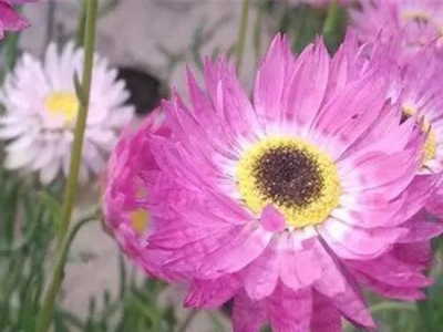 【永生菊】永生菊的栽培技術(shù)