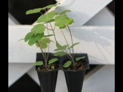 耬斗菜到底是花還是葉子？開花又美又大，葉子卻很普通