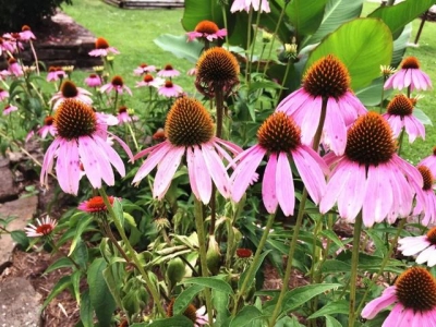 可以養(yǎng)花盆里的松果菊，可以保持多年生長，播種時要講究技巧