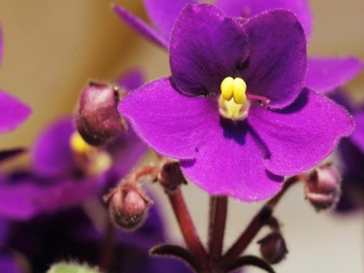紫羅蘭不好養(yǎng)？學會這幾個技巧，輕輕松松養(yǎng)出色艷花香的紫羅蘭