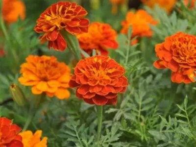 如何管理養(yǎng)護(hù)小種萬(wàn)壽菊？采用播種繁殖的方法，輕松開(kāi)出滿(mǎn)院花