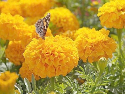 什么時(shí)間播種萬(wàn)壽菊，可以提高成活率？
