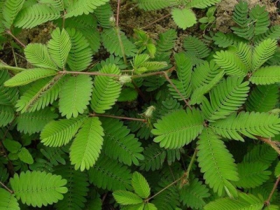 含羞草為何含羞，其中原理是什么，好養(yǎng)活嗎？