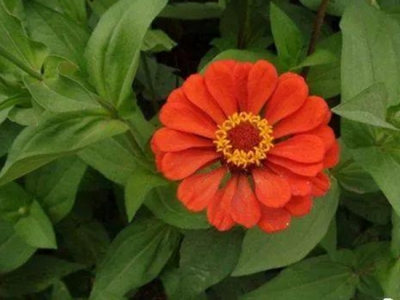 百日草如何澆水，花期長(zhǎng)，株型美觀，花大色艷