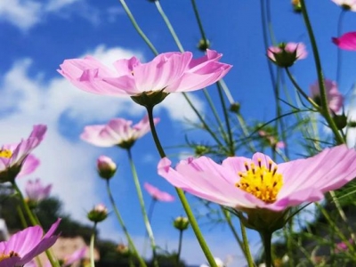 波斯菊怎么種？怎么養(yǎng)？