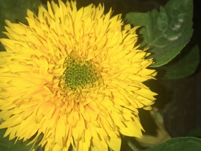 玩具熊向日葵種子的市場(chǎng)價(jià)格是多少？