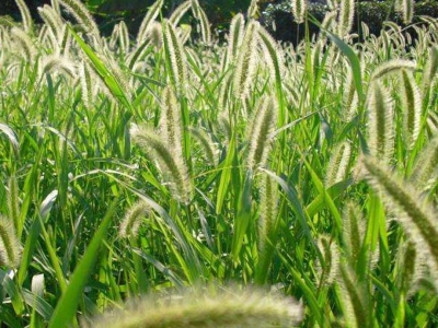最新的狗尾草種子市場價格是多少？