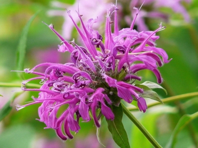 美國薄荷種子應該在幾月份播種？