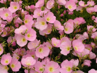 美麗月見草種子的播種時(shí)間是每年幾月份？