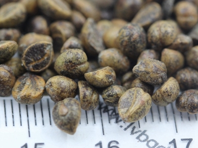 藥用爬山虎種子的零售價(jià)格是多少？