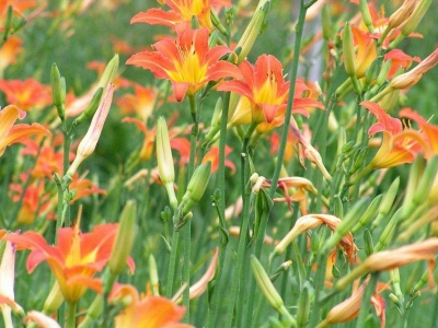 大花萱草的花語是什么？