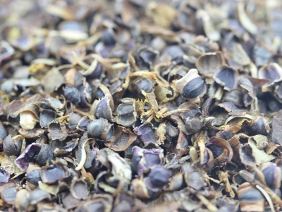 金雞菊種子的播種時(shí)間是什么時(shí)候？