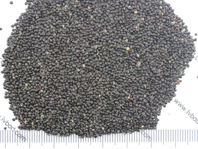 火焰雞冠花種子的市場(chǎng)價(jià)格是多少？