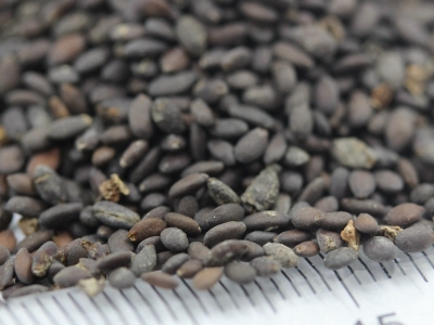 鼠尾草種子的零售價(jià)格是多少？