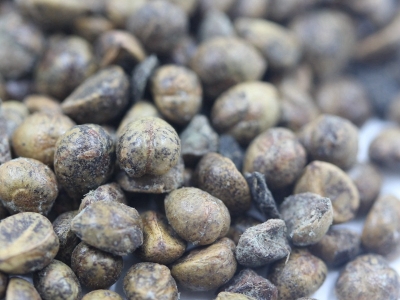 爬山虎種子應(yīng)該在什么時(shí)候播種？