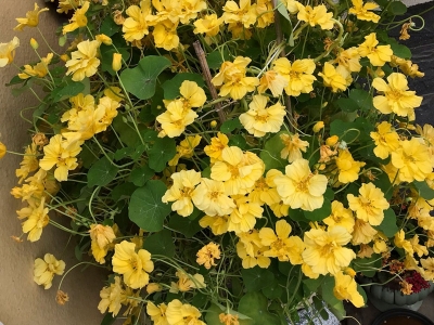 旱金蓮的花語是什么？有什么意義？