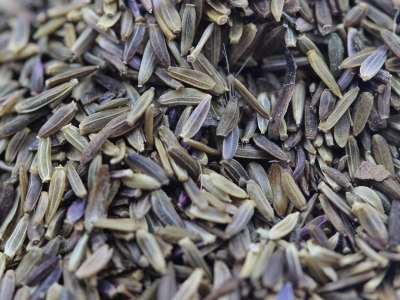 荷蘭菊的花語是什么，荷蘭菊代表著什么？