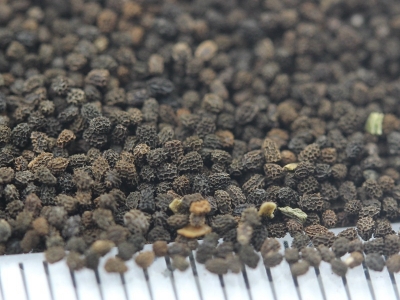 金魚草種子的市場(chǎng)價(jià)格是多少？