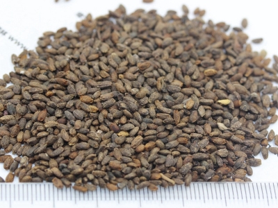 一串紅的種植方法_生長(zhǎng)過程_種子價(jià)格