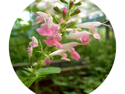 粉萼鼠尾草種子的市場(chǎng)價(jià)格是多少？