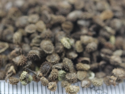 勿忘我花期有多久,勿忘我的花語(yǔ)是什么