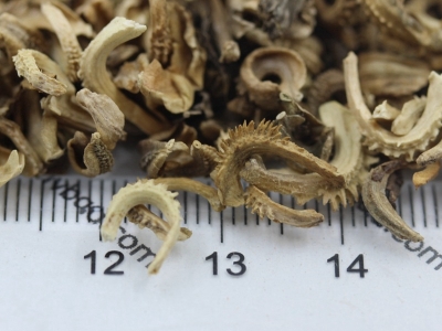 金盞菊種子應(yīng)該去哪里購買？
