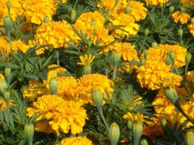 黃菊花種子的零售價(jià)格是多少？